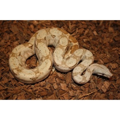 Boa enana - Hog Island 